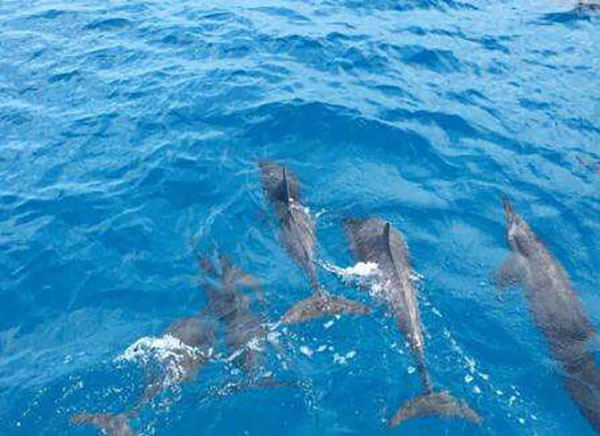 毛里求斯追海豚